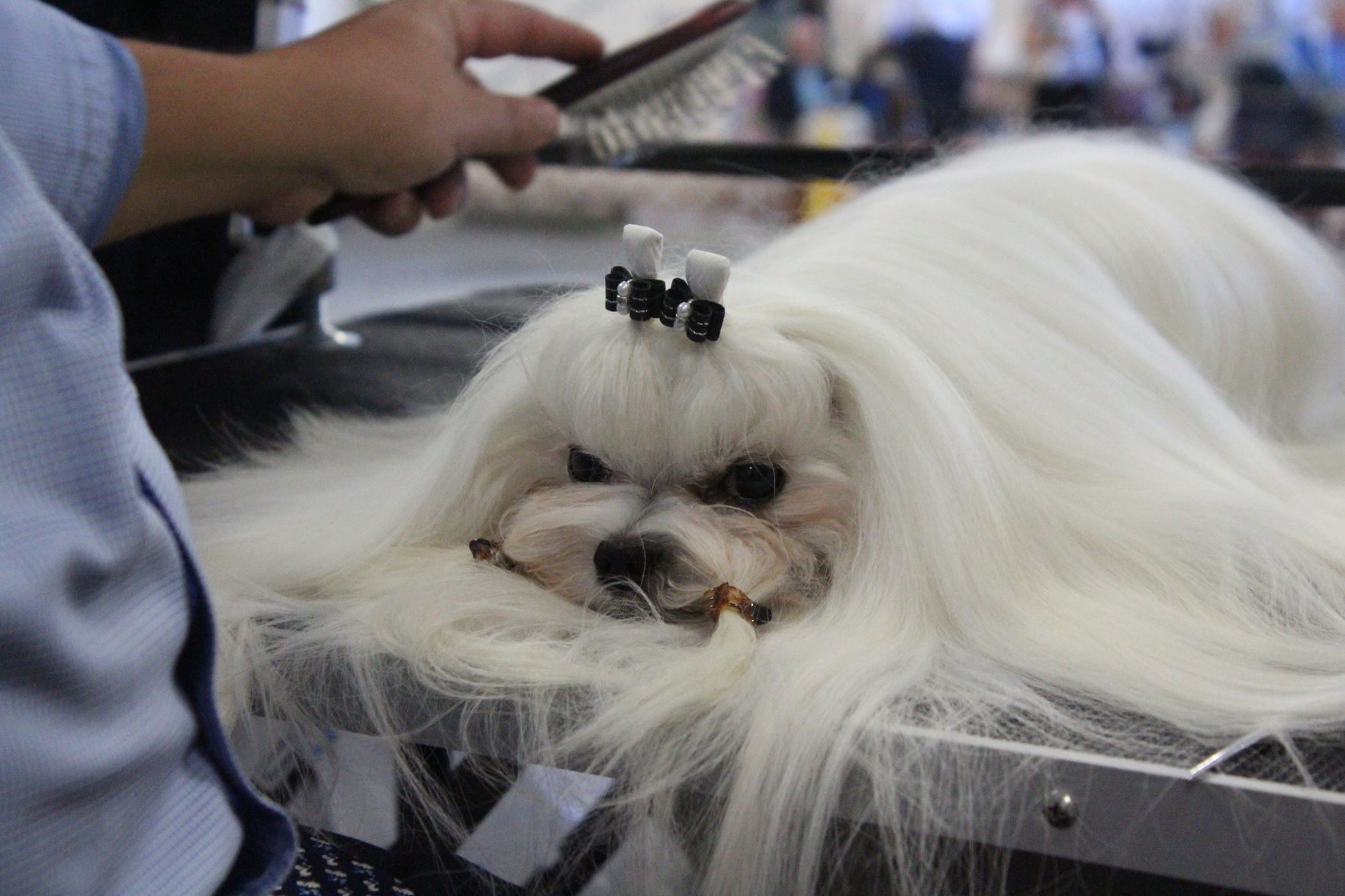Danville Kennel Club Breeder Show